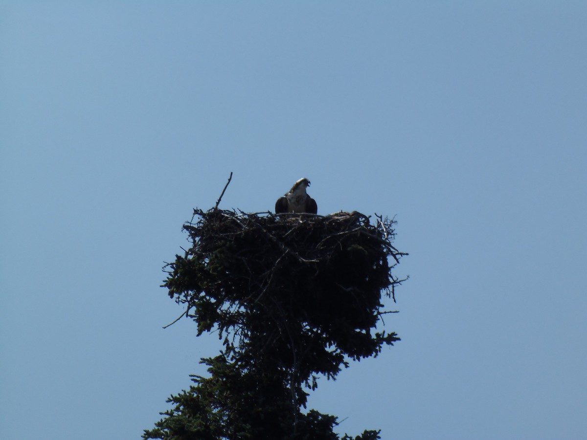 Osprey - ML631202925