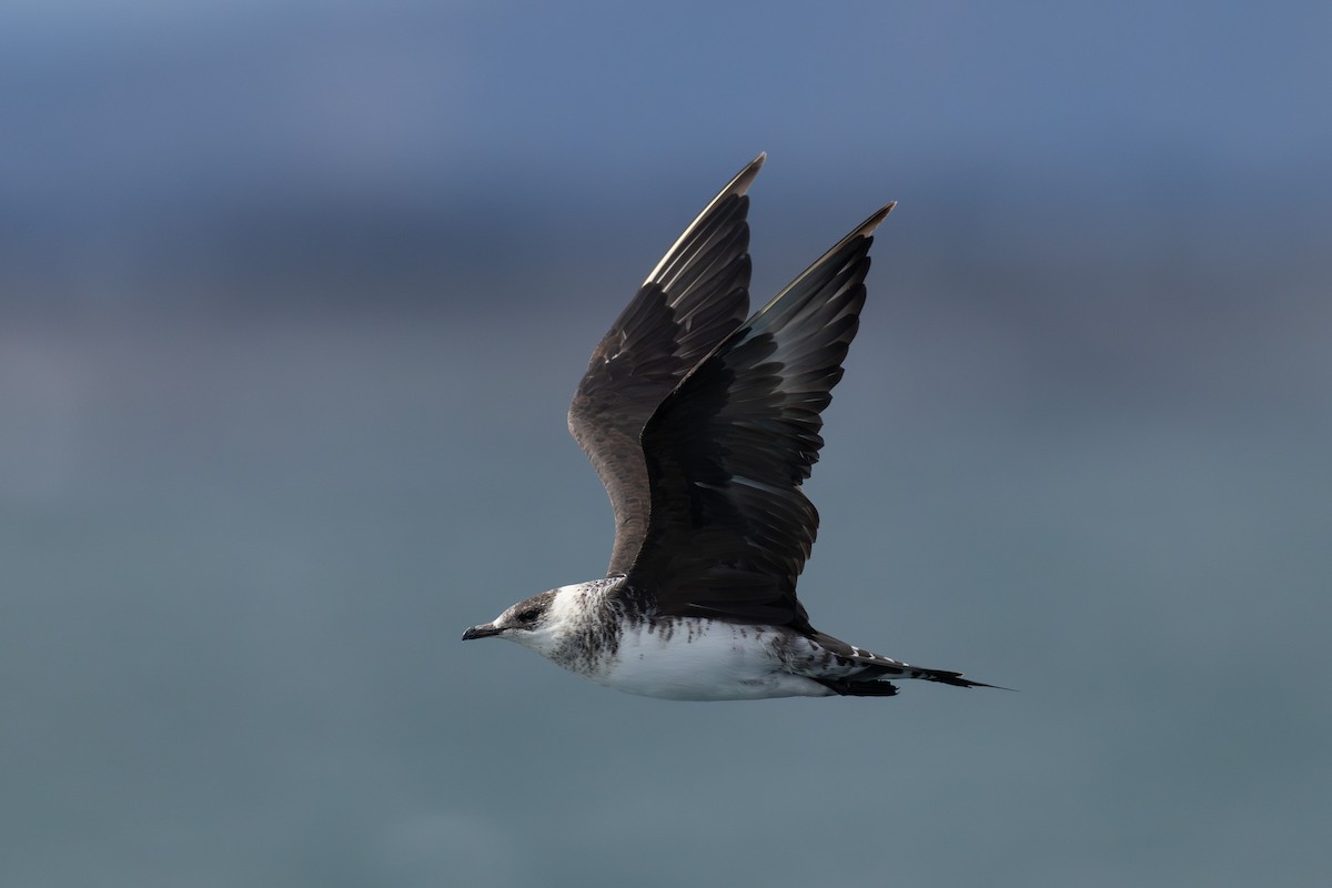 Поморник короткохвостий - ML631203074