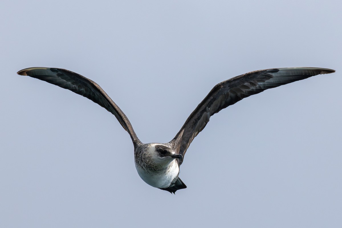 Поморник короткохвостий - ML631203075