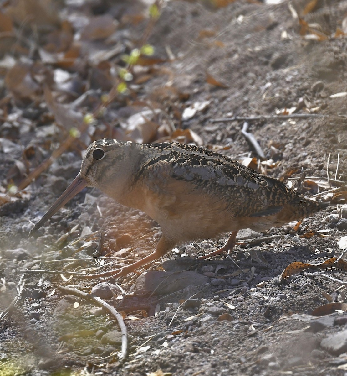 American Woodcock - ML631203135