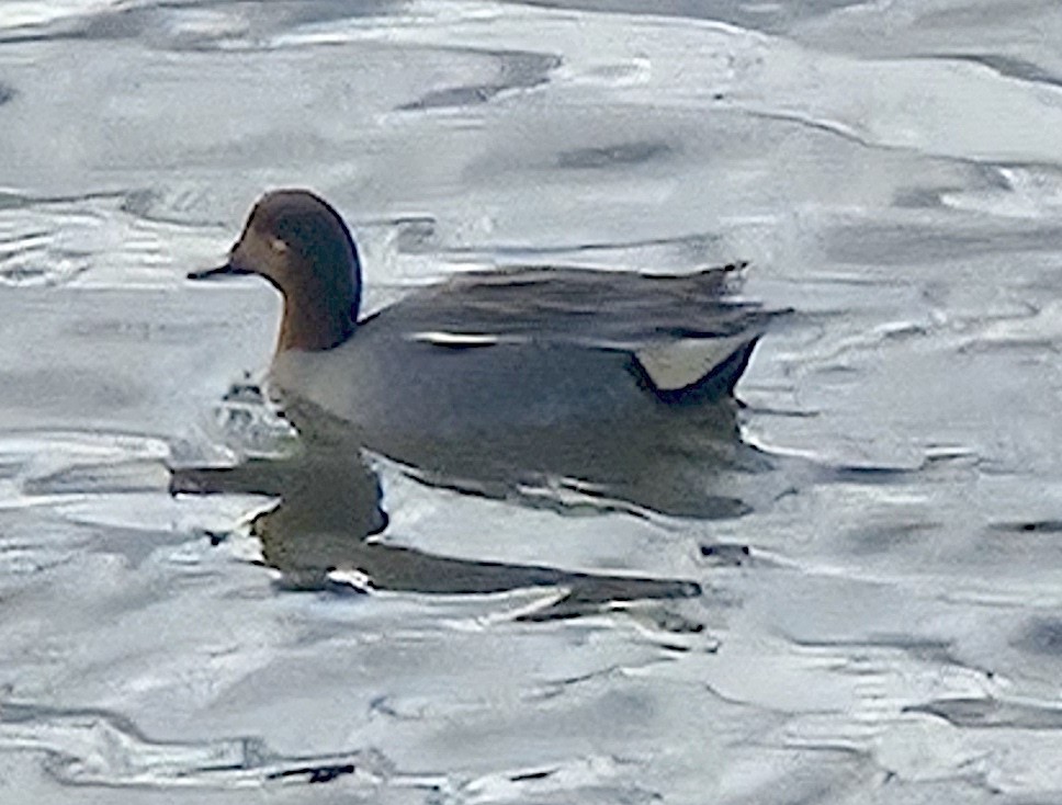Green-winged Teal (Eurasian) - ML631203222