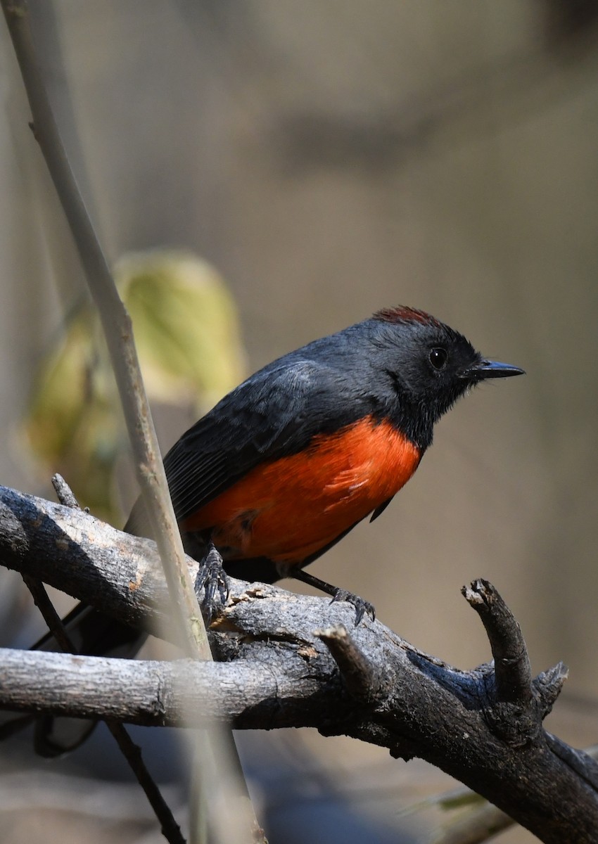 Slate-throated Redstart - ML631203430