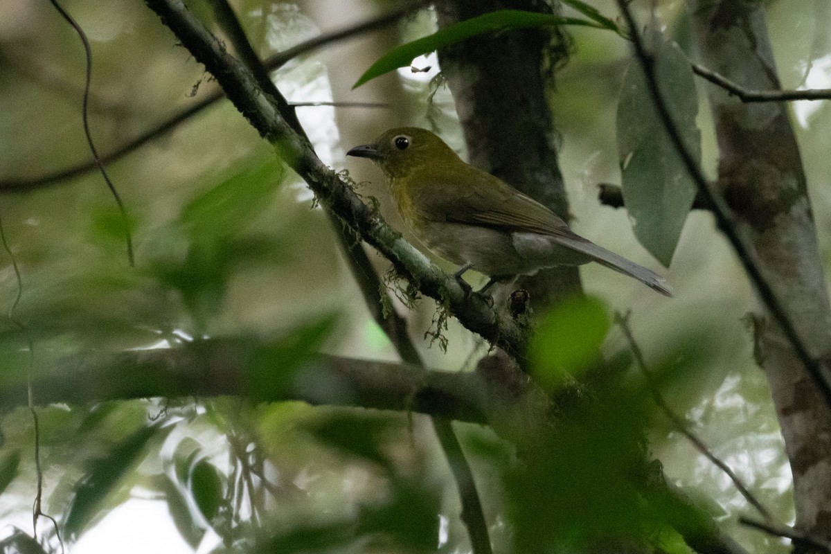 Gray-tailed Piha - ML631203518