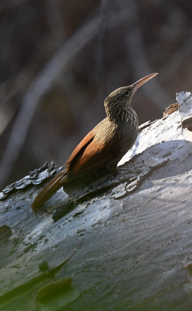 Ivory-billed Woodcreeper - ML631203520