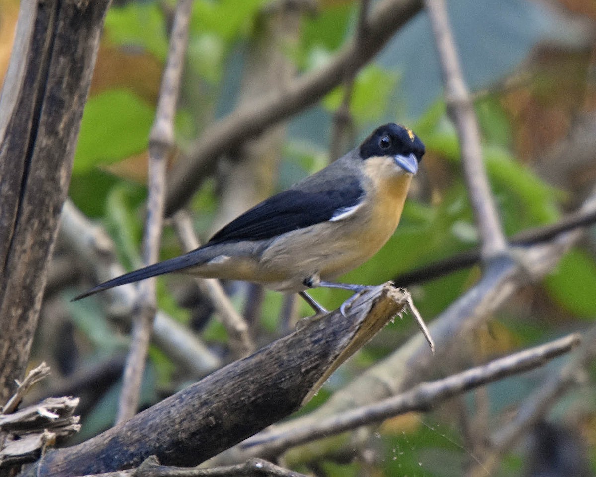 Black-goggled Tanager - ML63120361