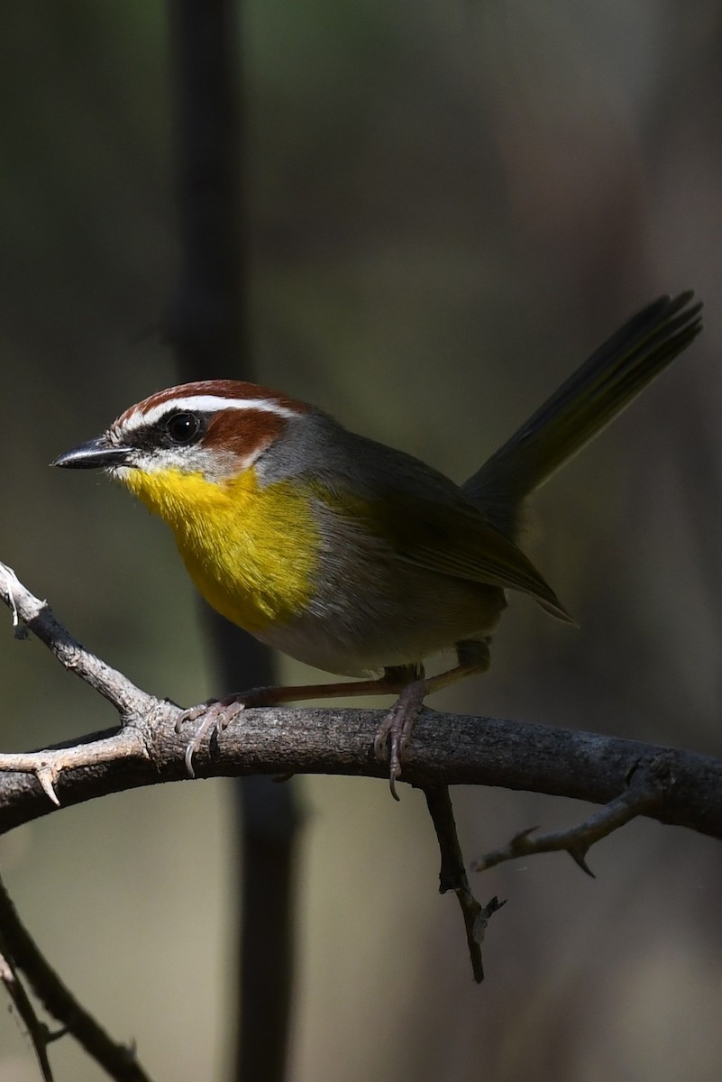 Rufous-capped Warbler - ML631203690
