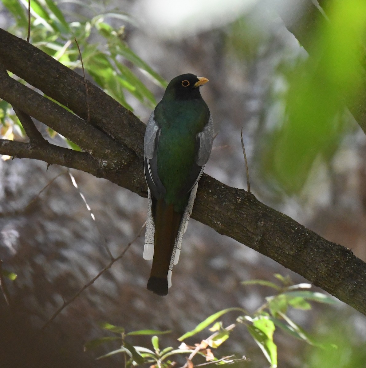 Coppery-tailed Trogon - ML631203699