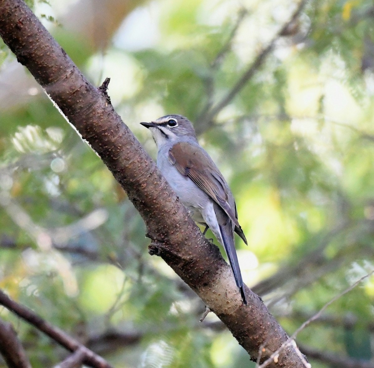 クリセヒトリツグミ - ML631203760
