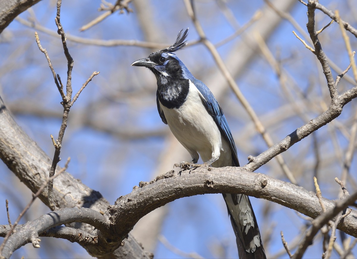 コリーカンムリサンジャク - ML631203816