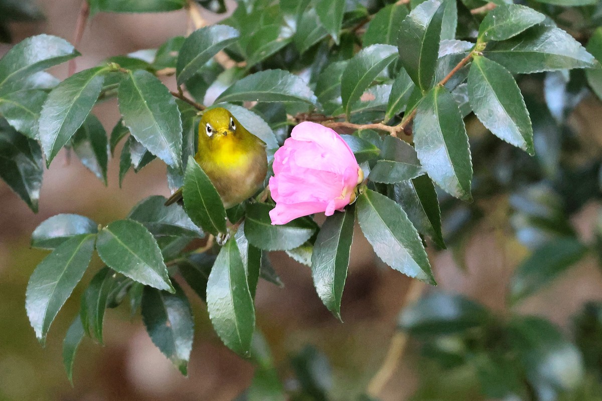 Warbling White-eye - ML631204183