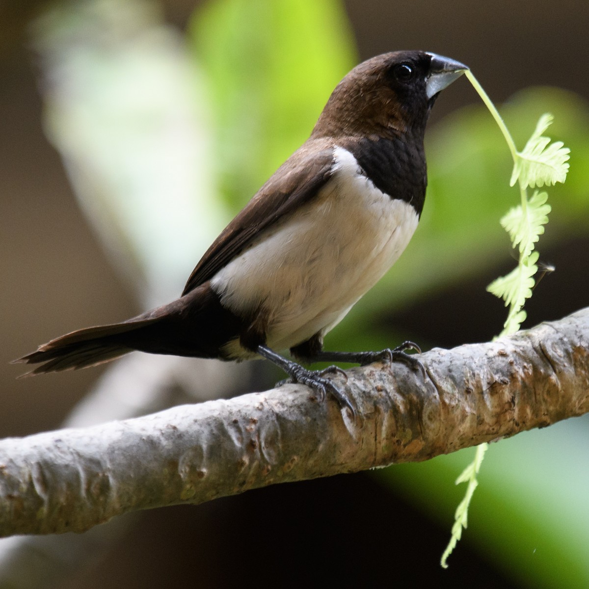 Javan Munia - ML631204402