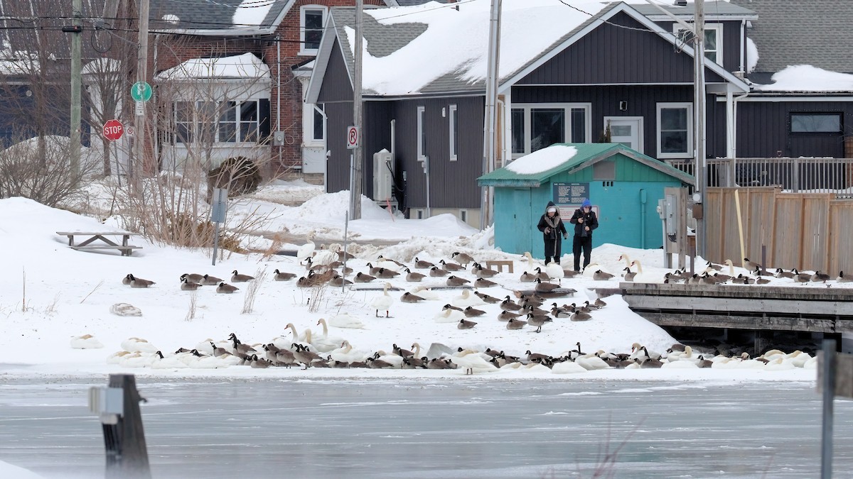 Canada Goose - ML631204528