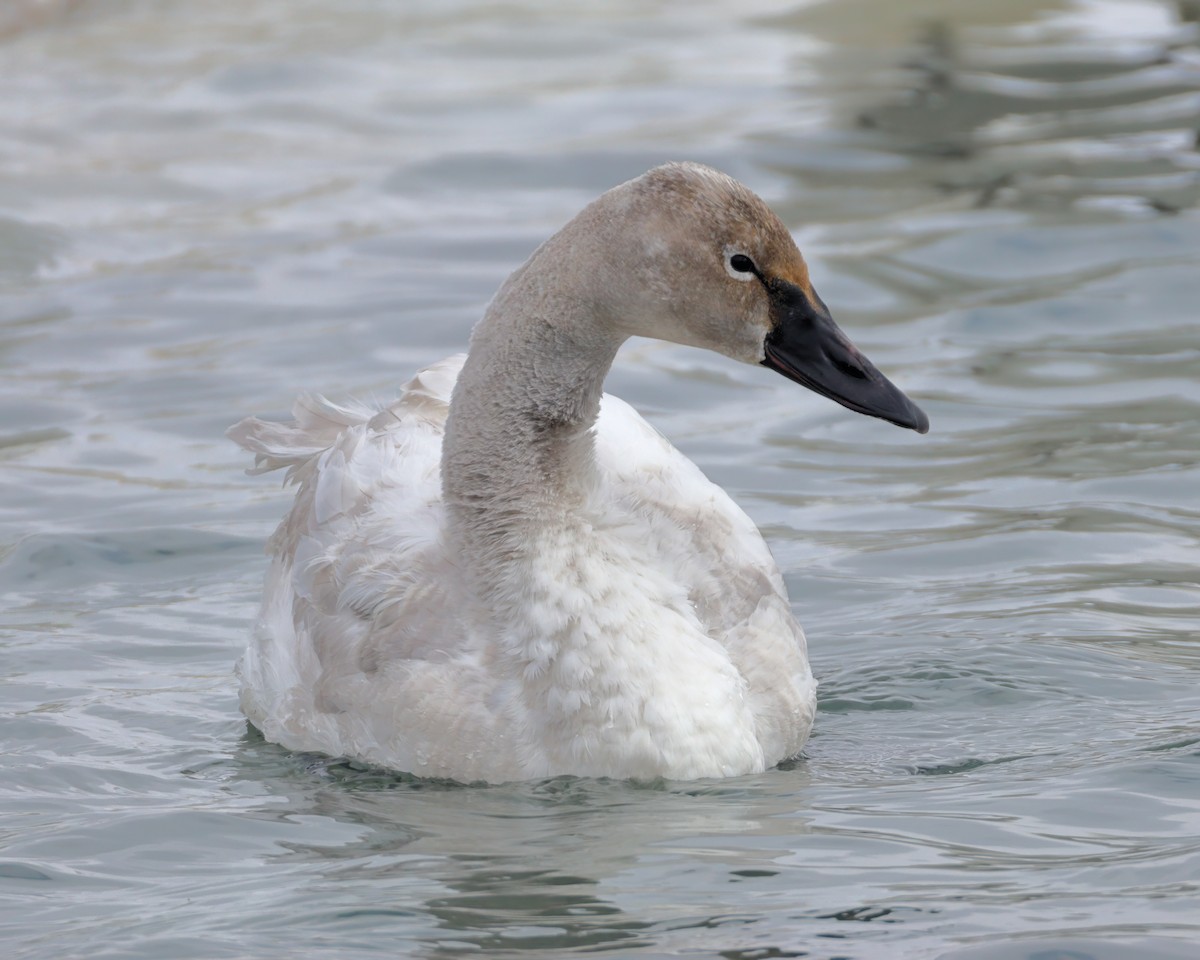 Trumpeter Swan - ML631204547