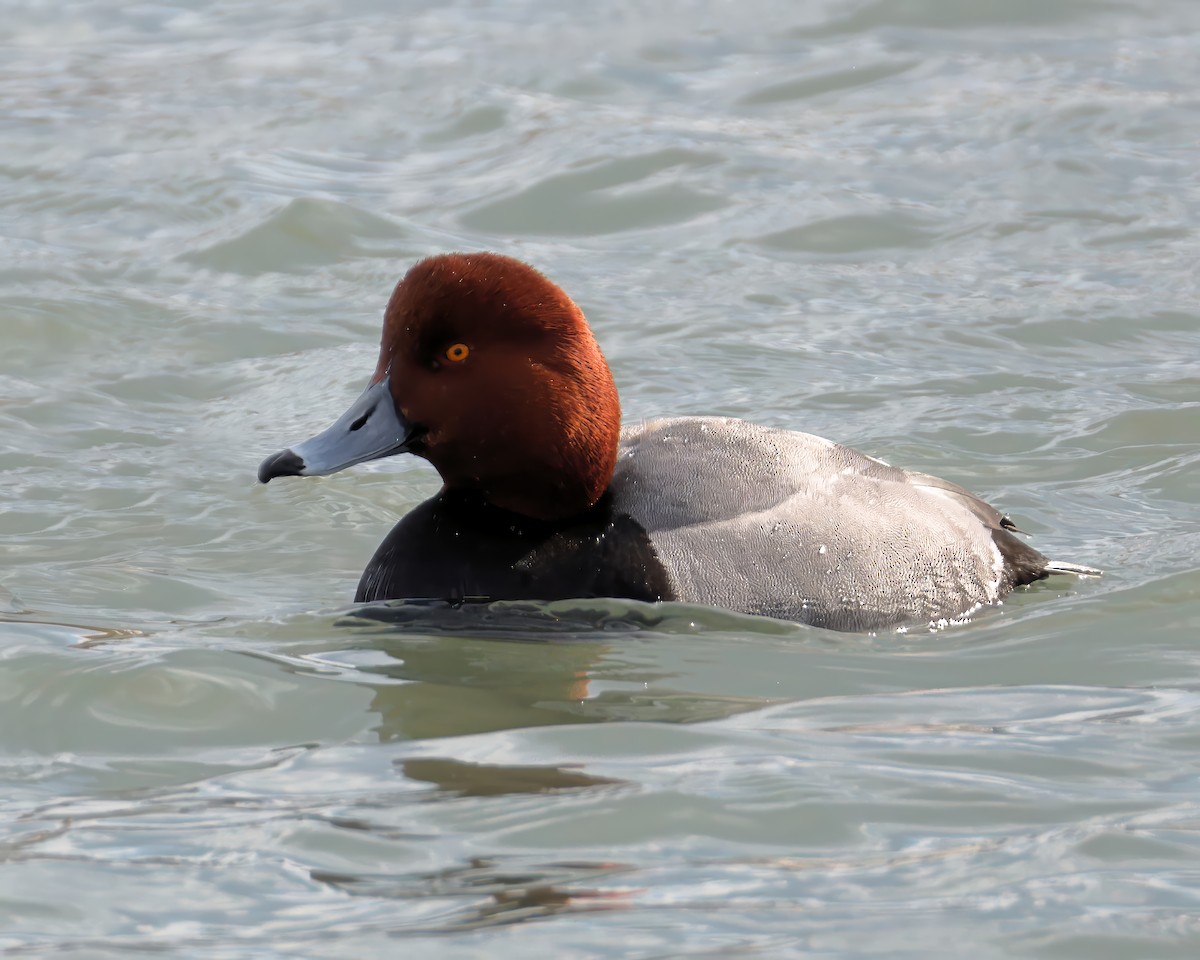 Redhead - ML631204572