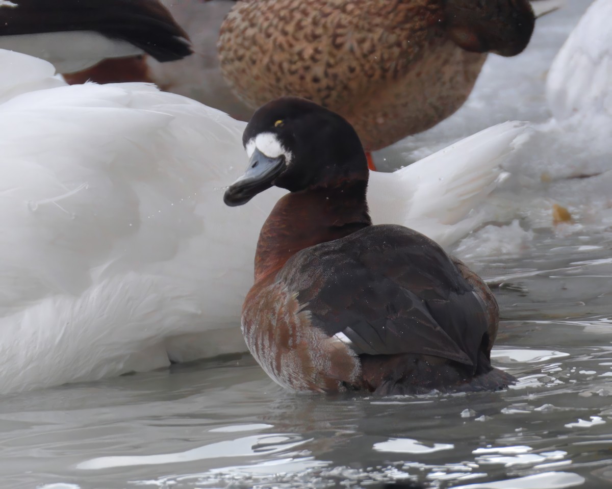 Greater Scaup - ML631204589