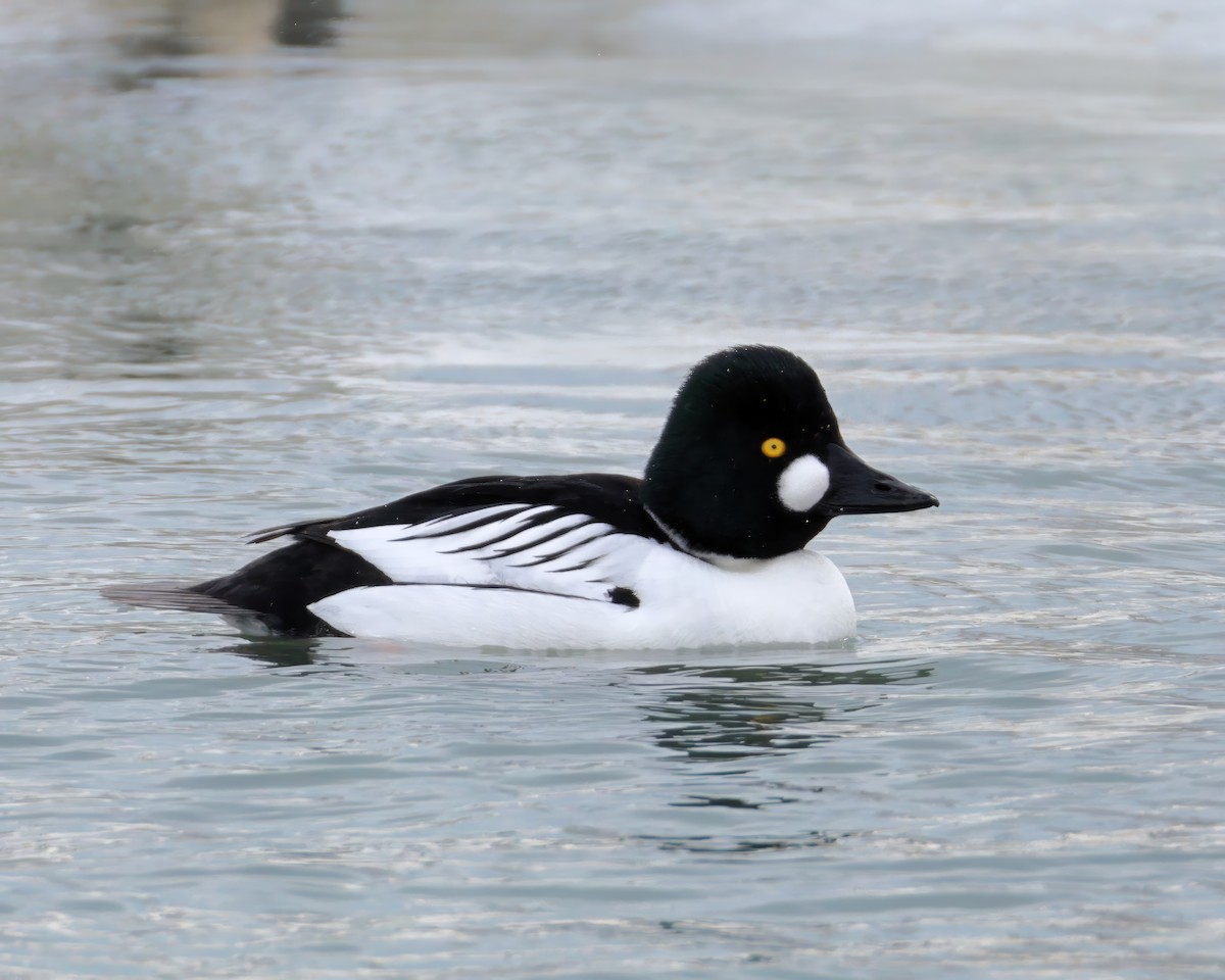Common Goldeneye - ML631204603