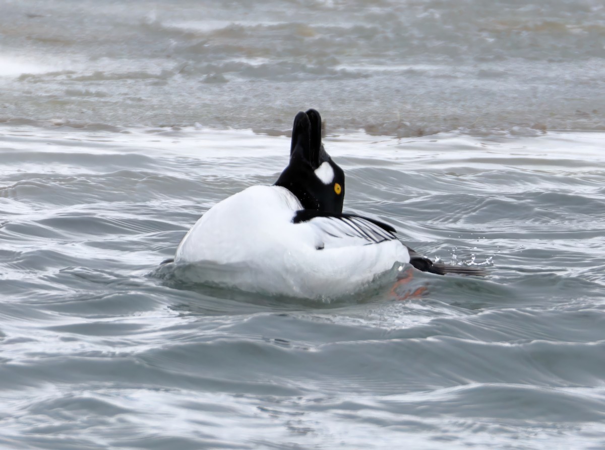 Common Goldeneye - ML631204612