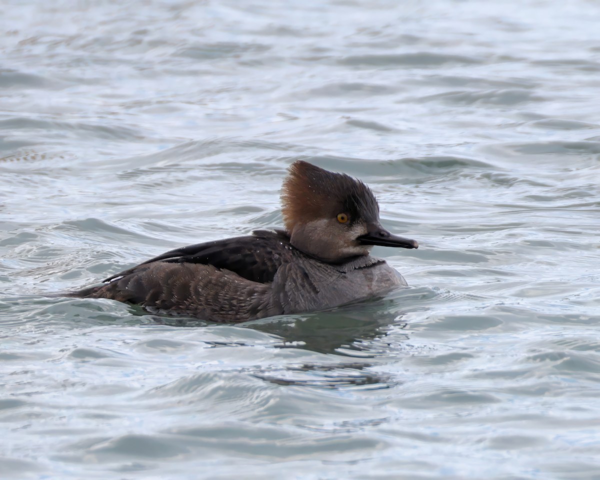 Hooded Merganser - ML631204673
