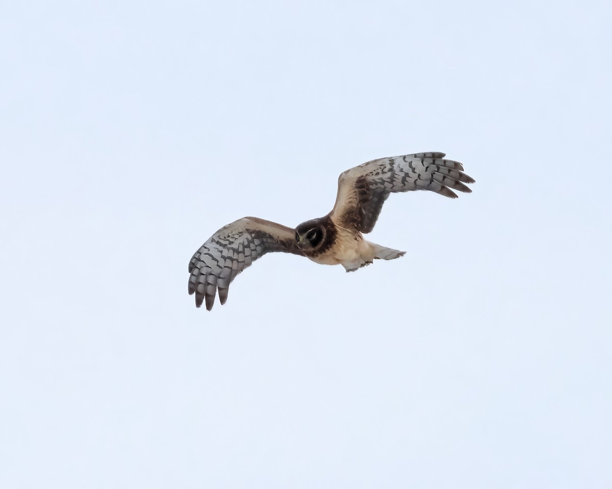Northern Harrier - ML631204706