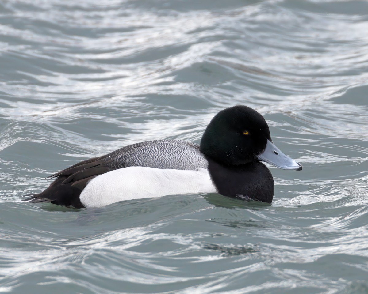 Greater Scaup - ML631204733