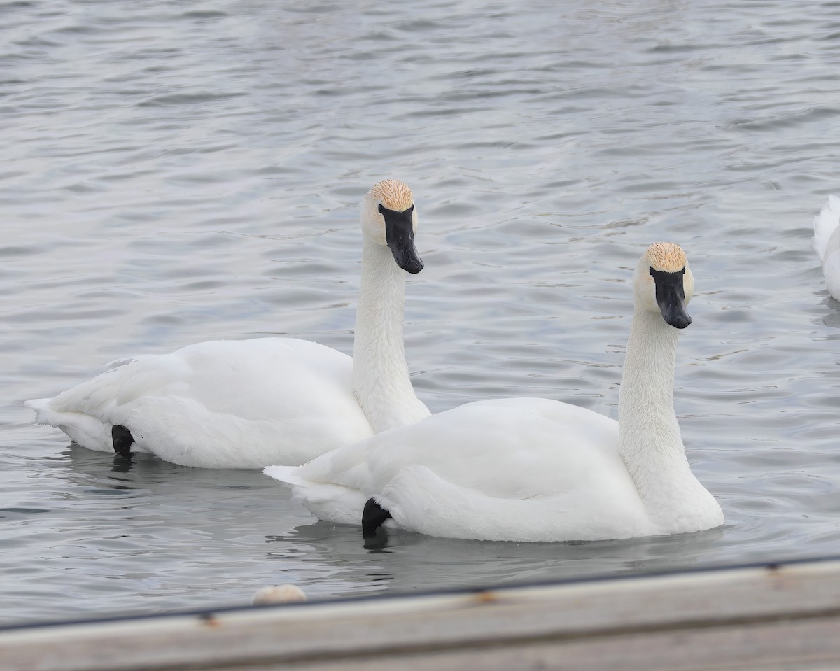 Tundra Swan - ML631204744