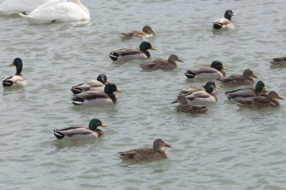 Mallard - ML631204757