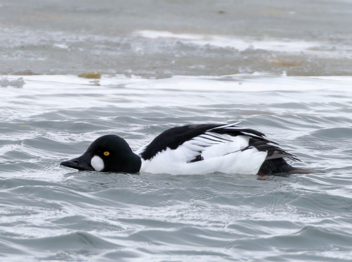 Common Goldeneye - ML631204865