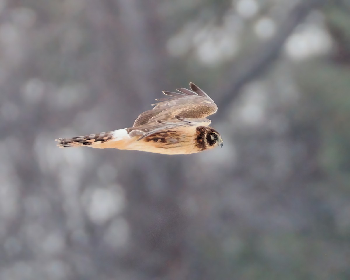 Northern Harrier - ML631204951