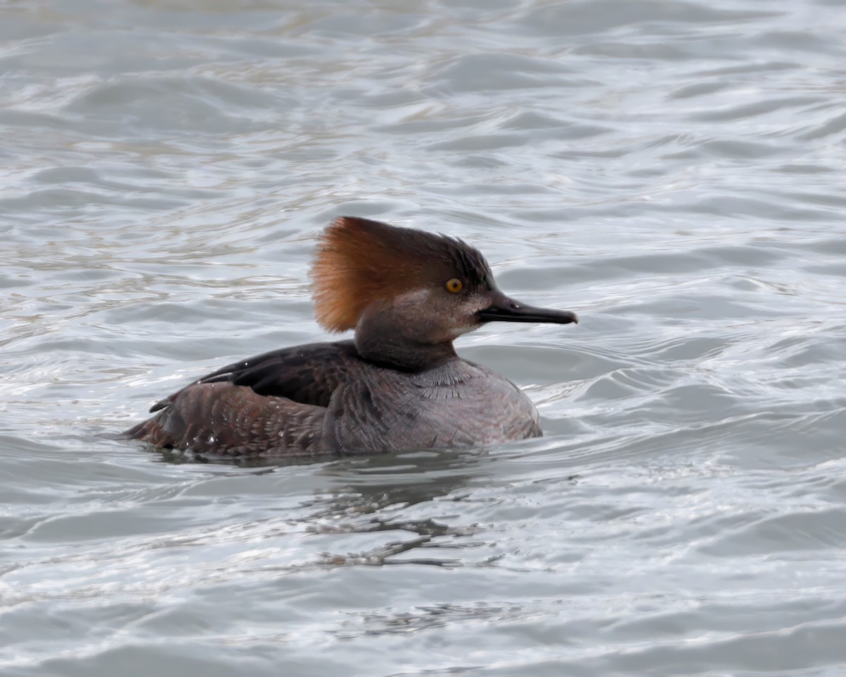 Hooded Merganser - ML631205095