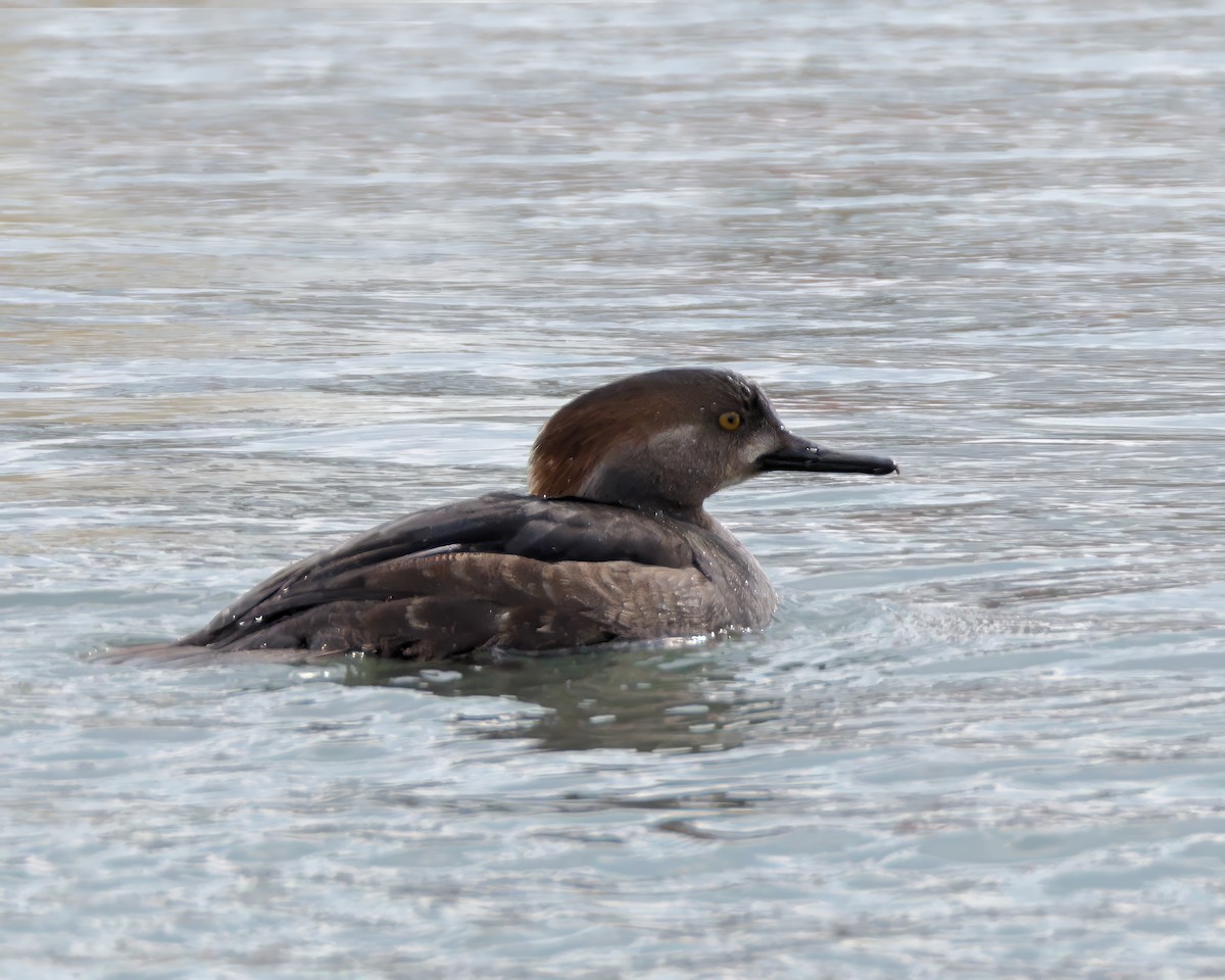 Hooded Merganser - ML631205102