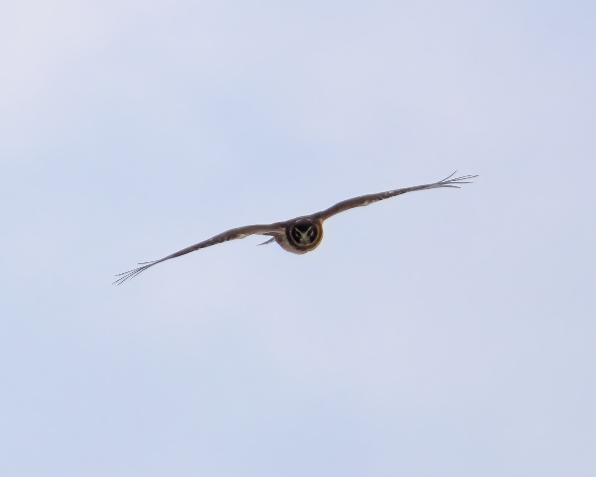 Northern Harrier - ML631205108