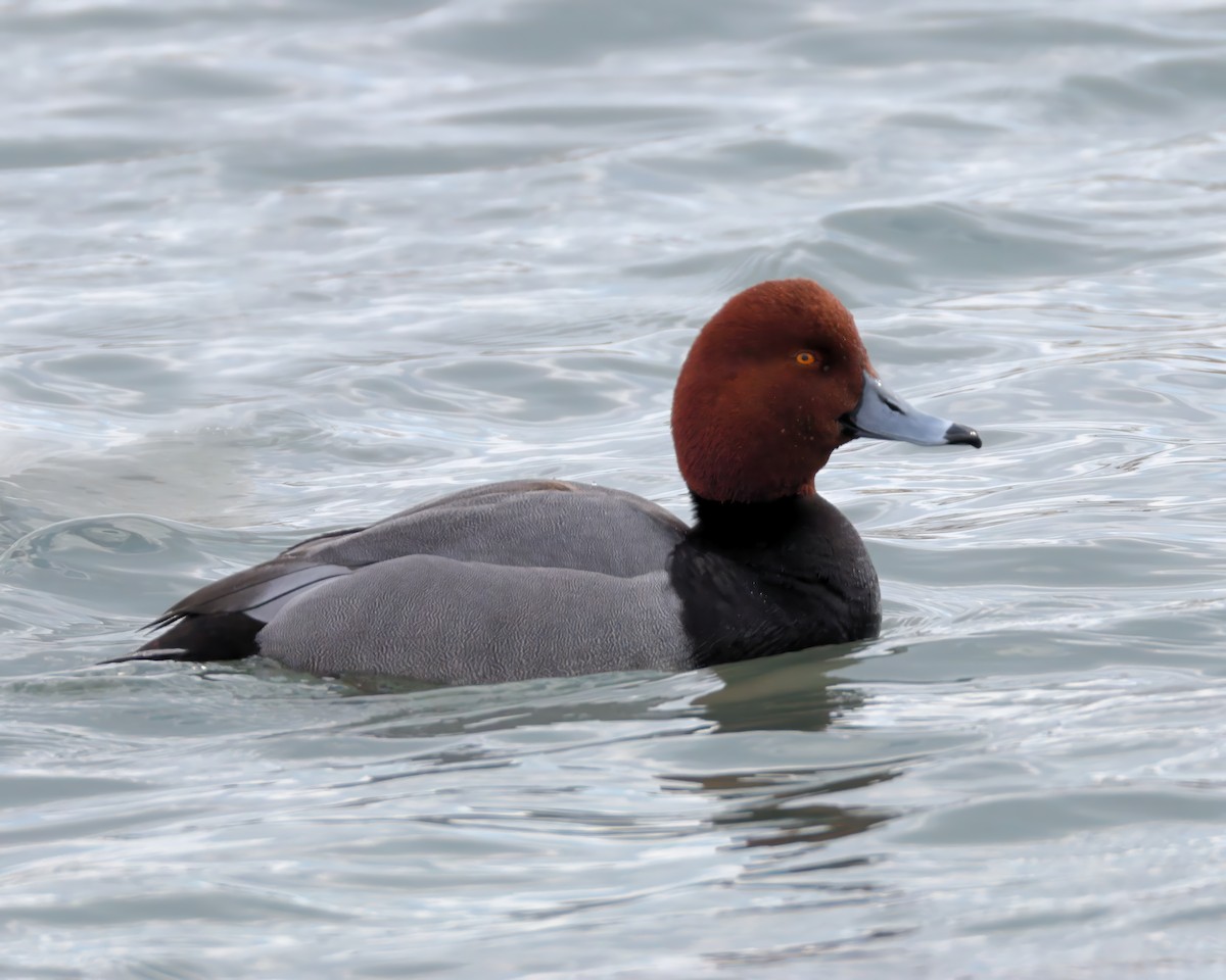 Redhead - ML631205217