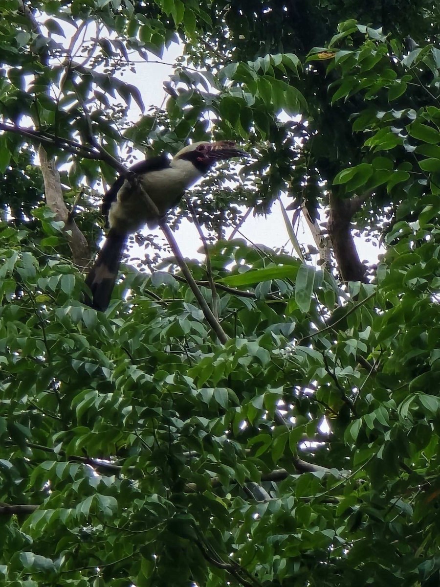 Luzon Hornbill - ML631205220