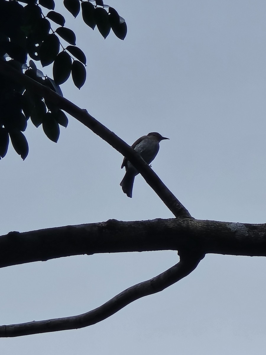 Philippine Bulbul - ML631205234