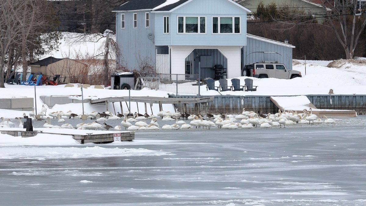 Mute Swan - ML631205262