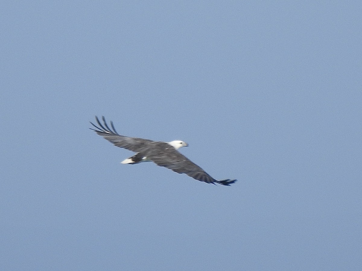 Weißbauch-Seeadler - ML631205277