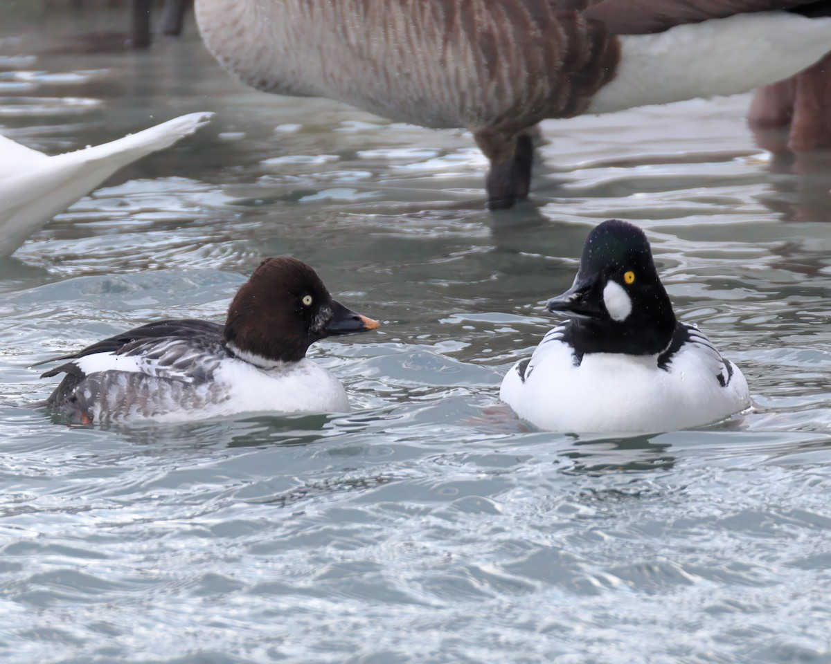 Common Goldeneye - ML631205298