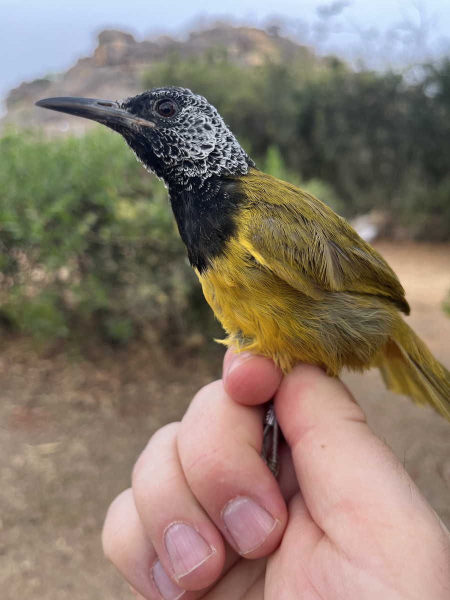 Oriole Warbler - ML631205335