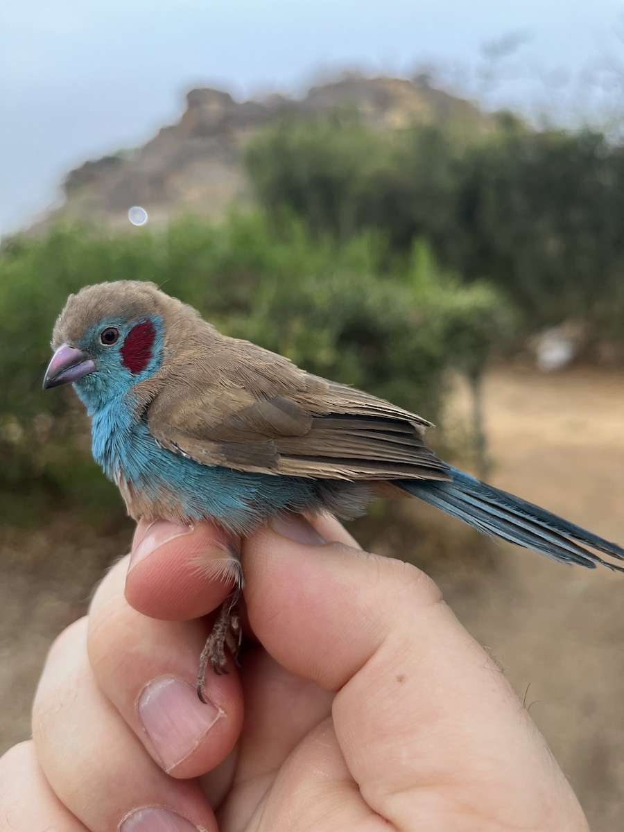 Red-cheeked Cordonbleu - ML631205344