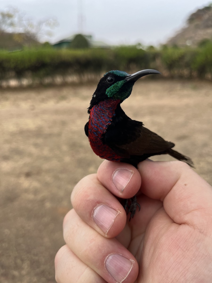 Scarlet-chested Sunbird - ML631205368