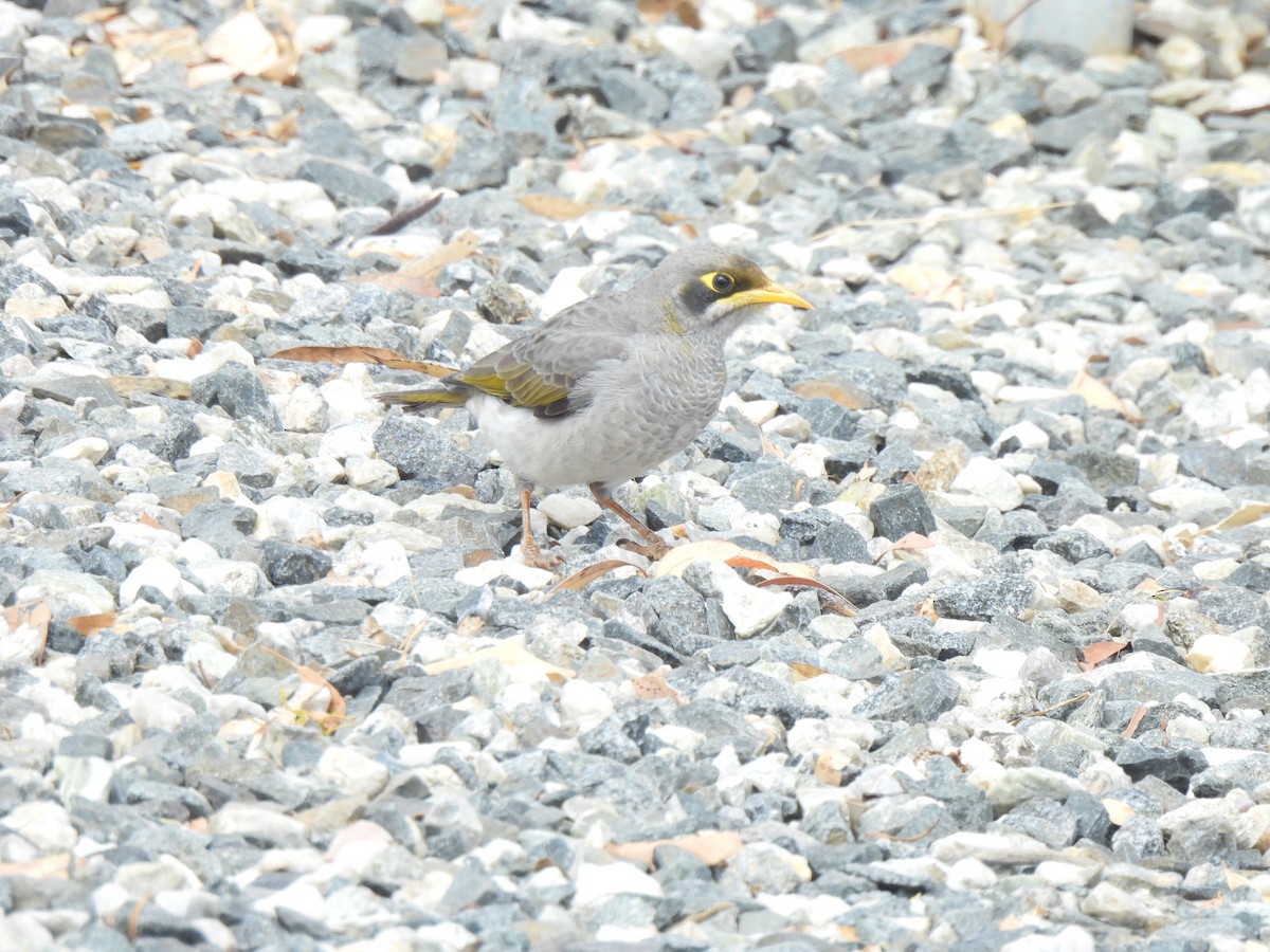 Yellow-throated Miner - ML631205386