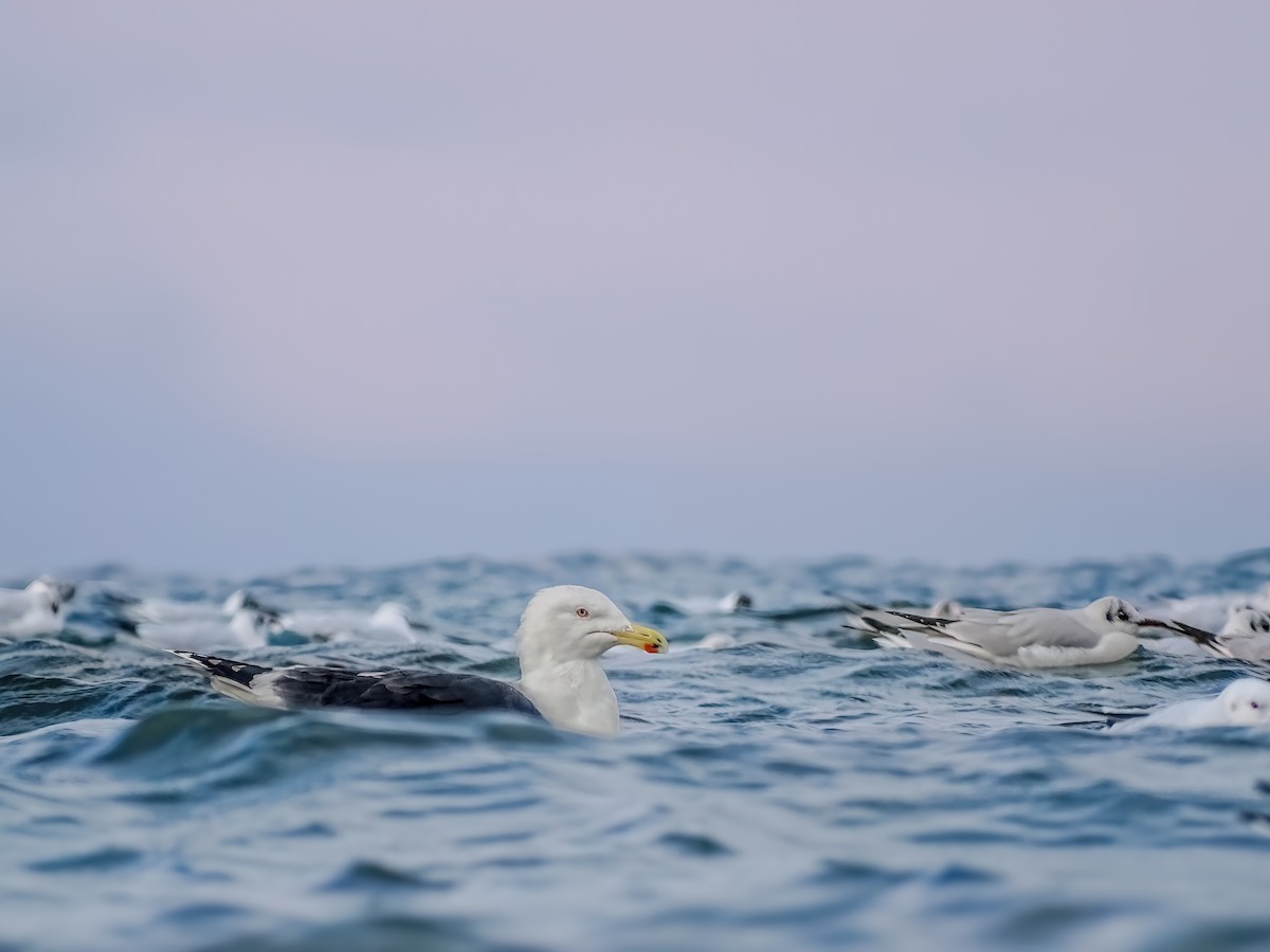 Great Black-backed Gull - ML631205505
