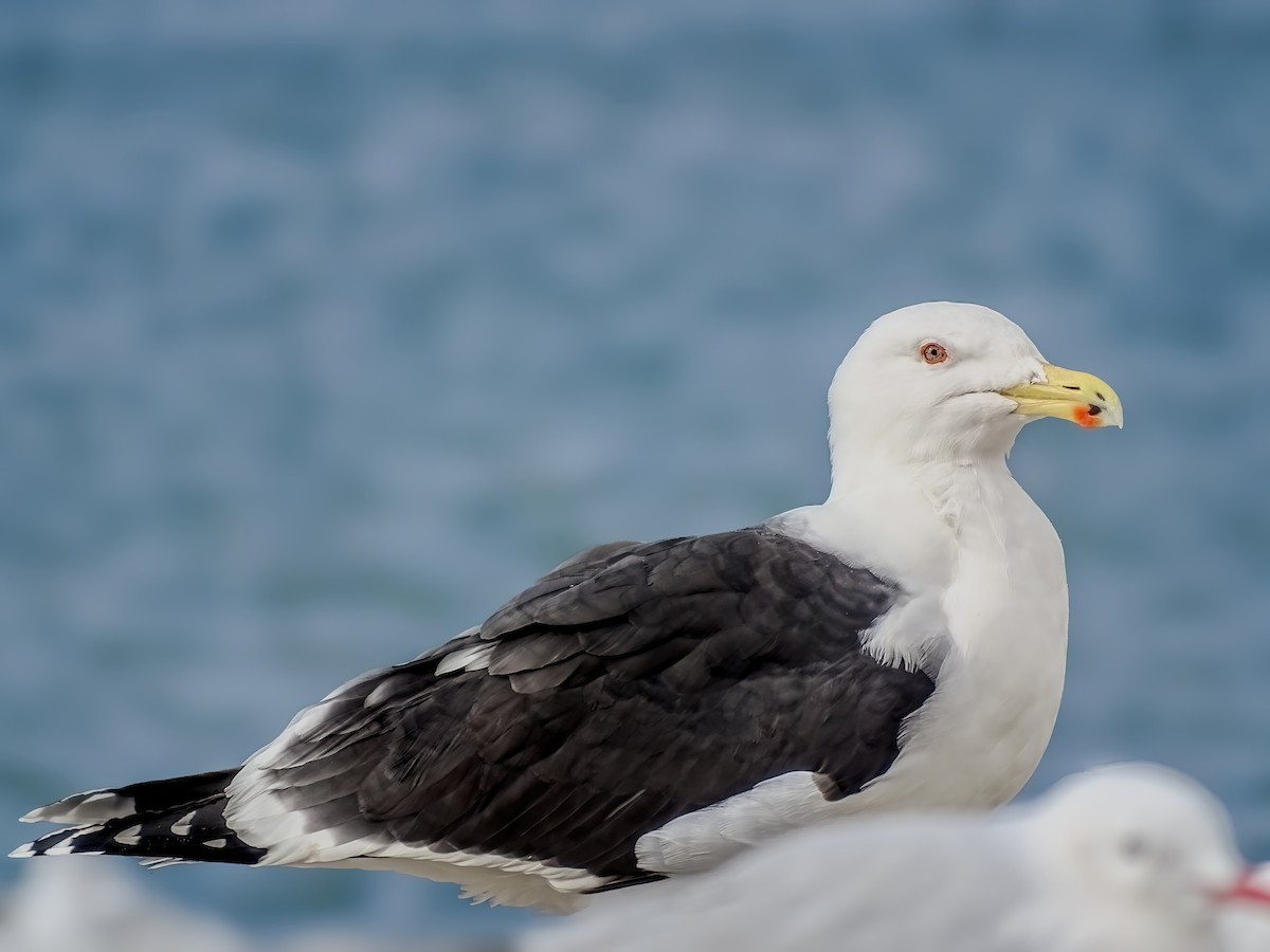 Great Black-backed Gull - ML631205506