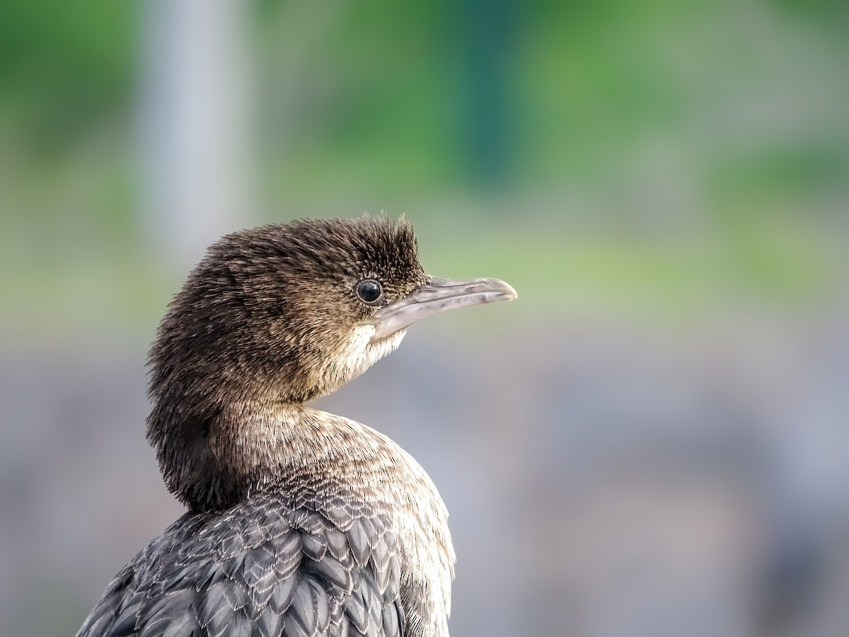 Pygmy Cormorant - ML631205536