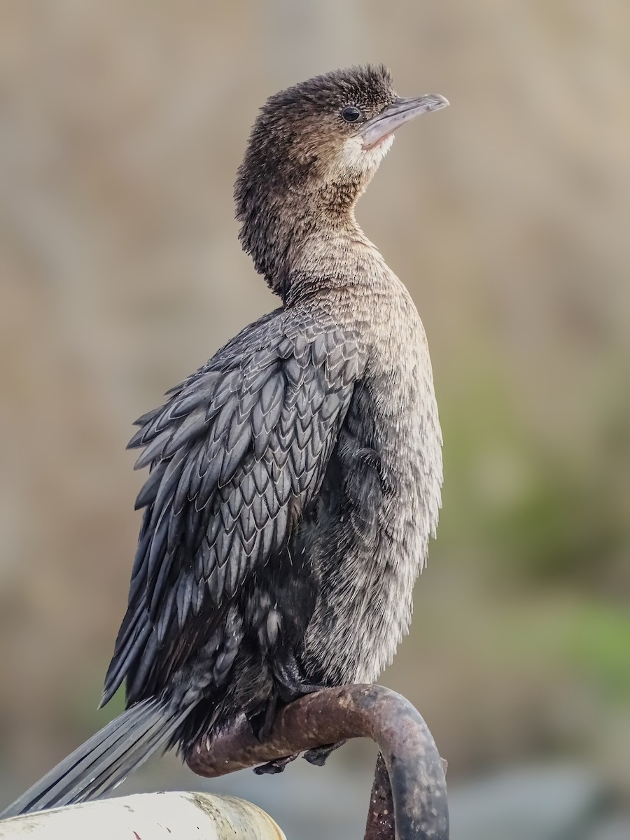 Pygmy Cormorant - ML631205537