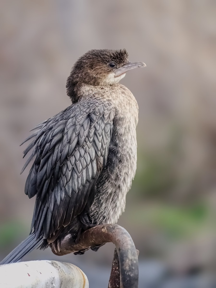 Pygmy Cormorant - ML631205538