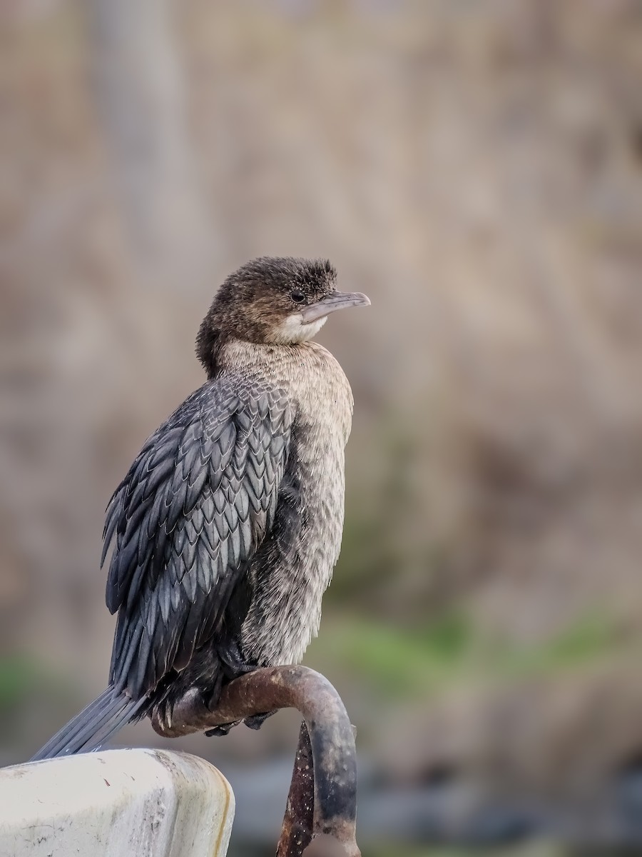 Pygmy Cormorant - ML631205539