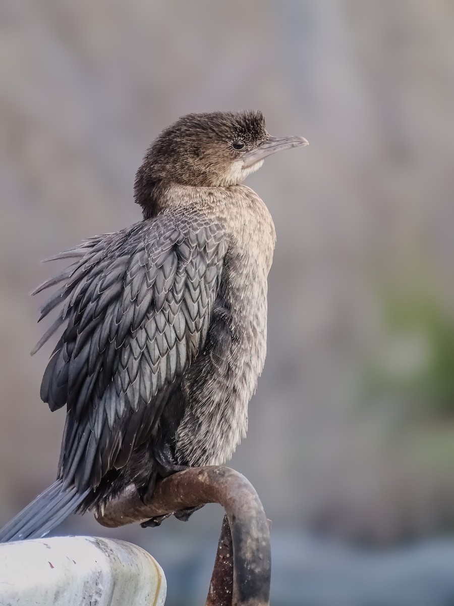 Pygmy Cormorant - ML631205540