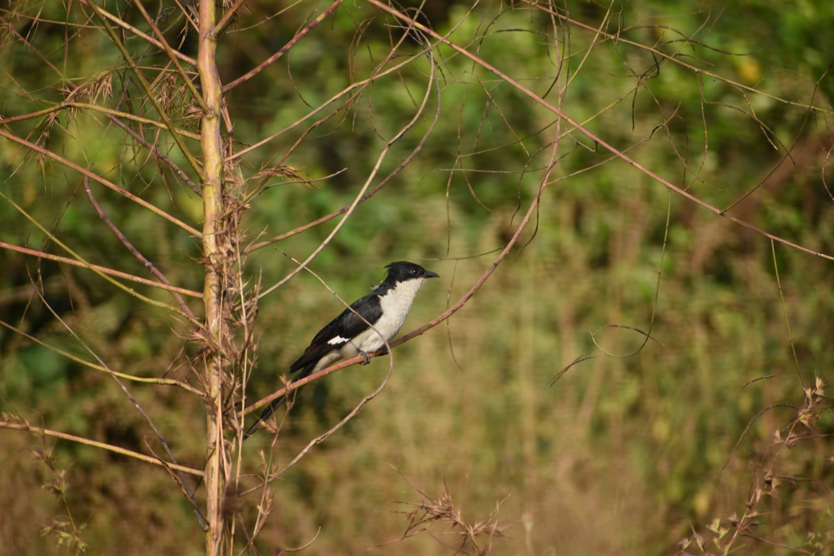 Pied Cuckoo - ML631205574