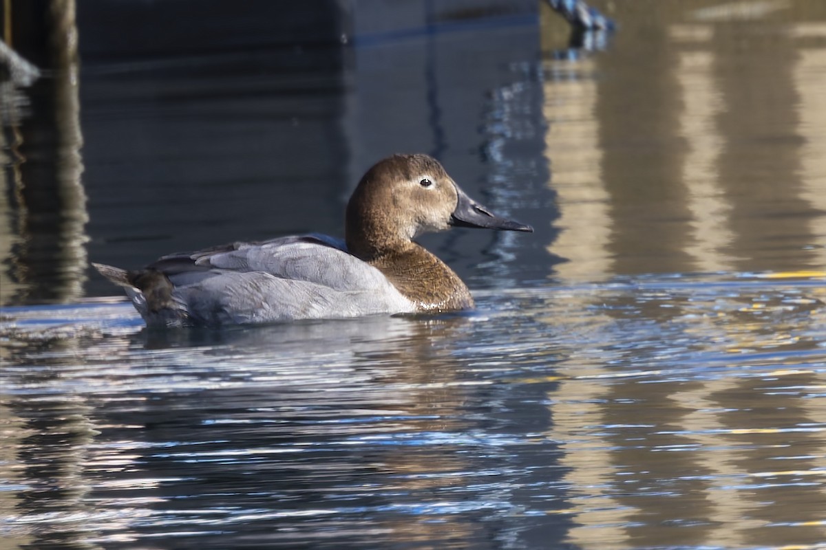 Canvasback - ML631205577